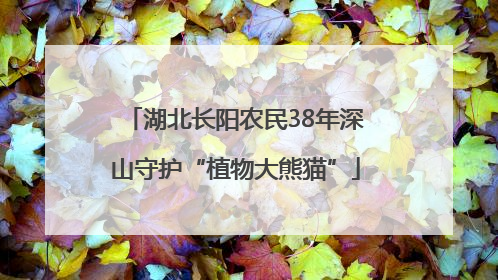 湖北长阳农民38年深山守护“植物大熊猫”